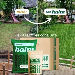 Halm